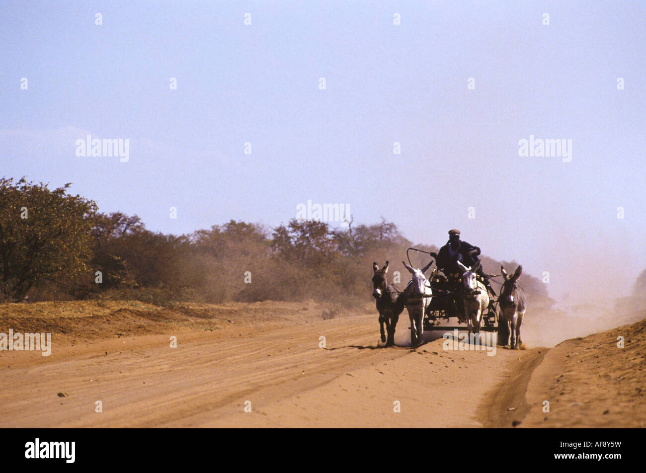 Ein Mann fährt auf einem Eselwagen, gezogen von vier Eseln entlang einem staubigen Feldweg in der Nähe der Botswana Grenze zu Südafrika Stockfoto