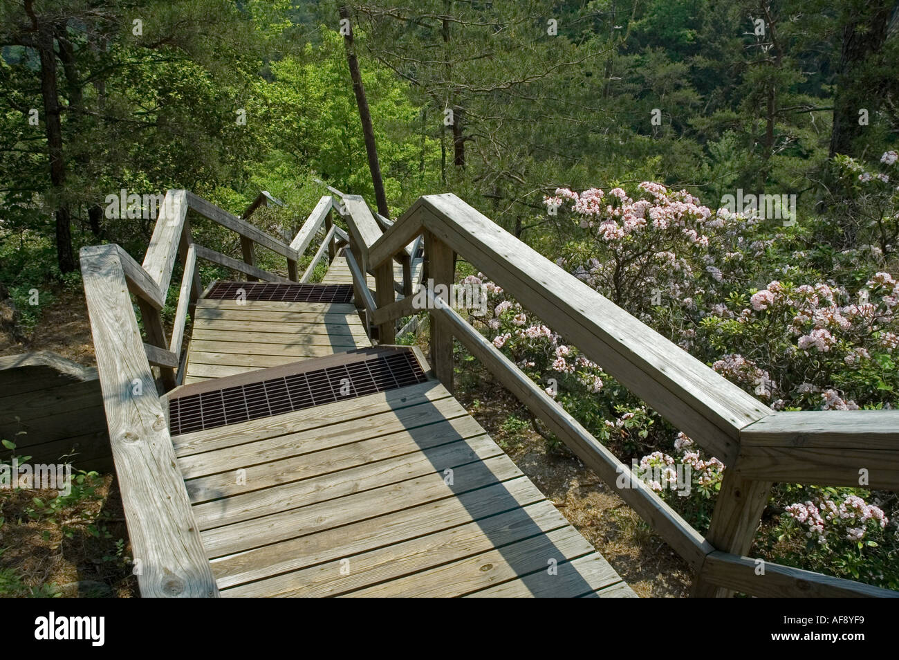 Holzstufen in Tallulah Schlucht in der Nähe von Tallulah Falls GA Stockfoto