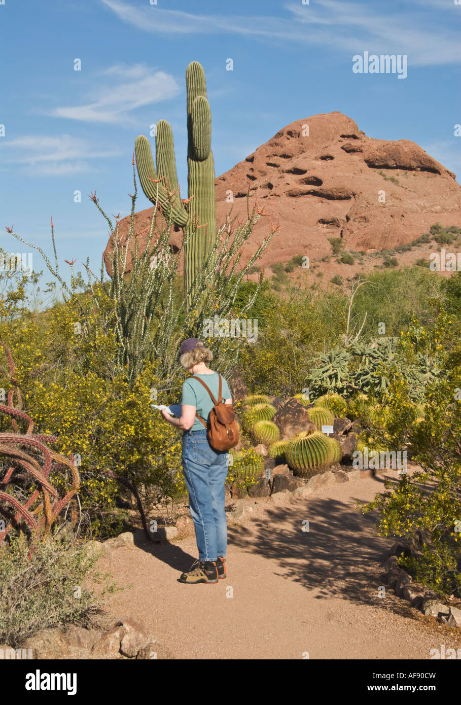 Weibliche Besucher Arizona Phoenix Desert Botanical Garden Trail