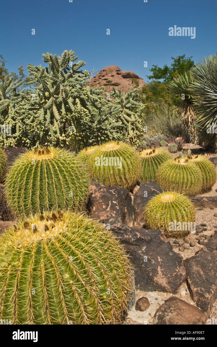 Arizona Phoenix Desert Botanical Garden Kaktus Stockfoto Bild