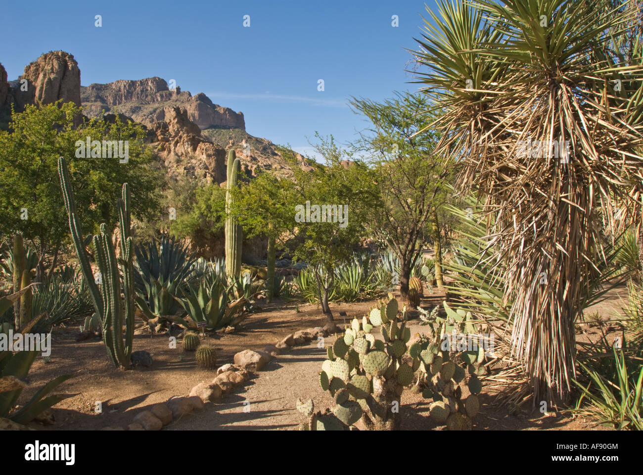 Arizona überlegene Boyce Thompson Arboretum Stockfoto