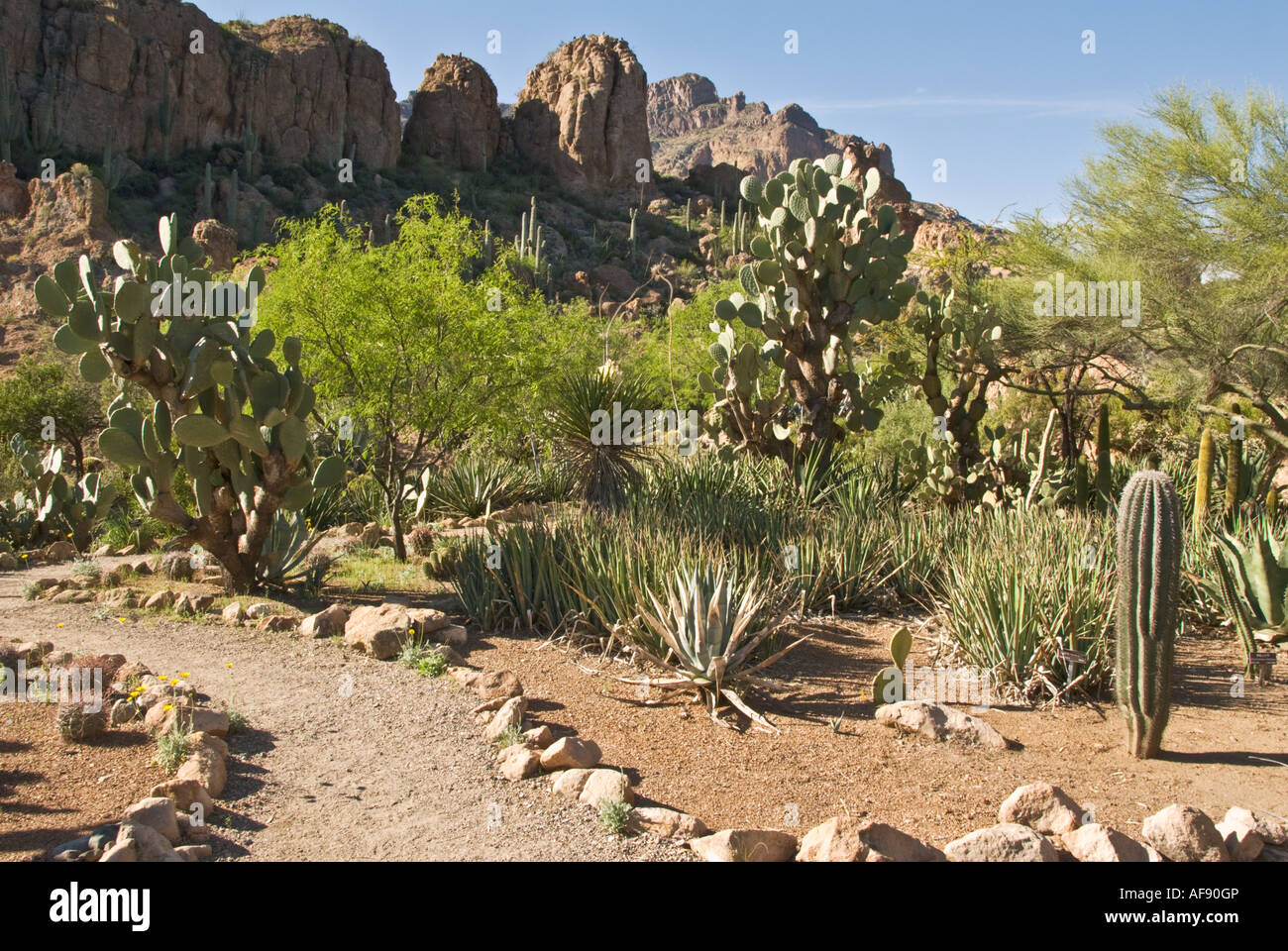 Arizona überlegene Boyce Thompson Arboretum Stockfoto