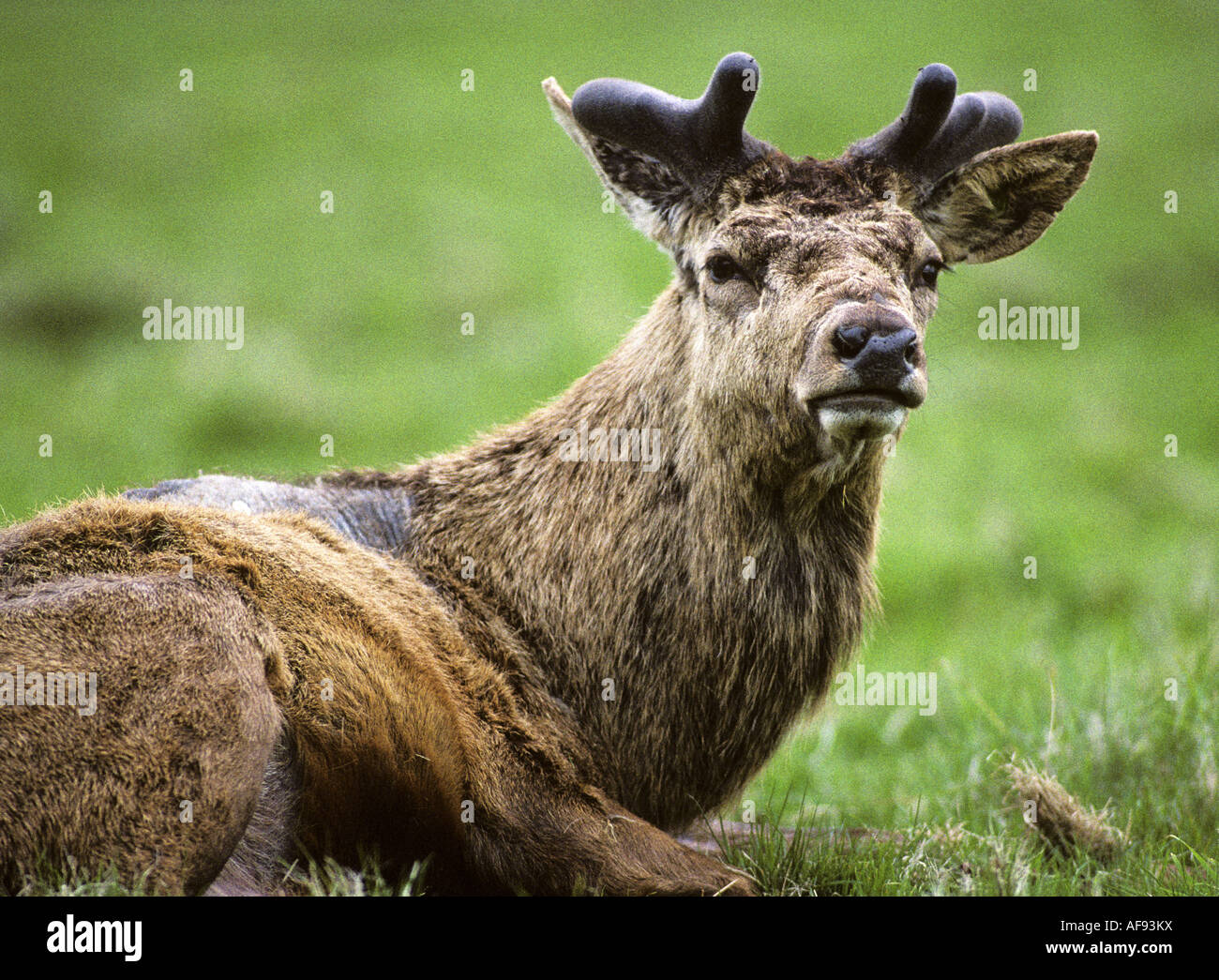 Fountains Abbey Deer Park, Studley Royal, North Yorkshire, England, UK, Stockfoto