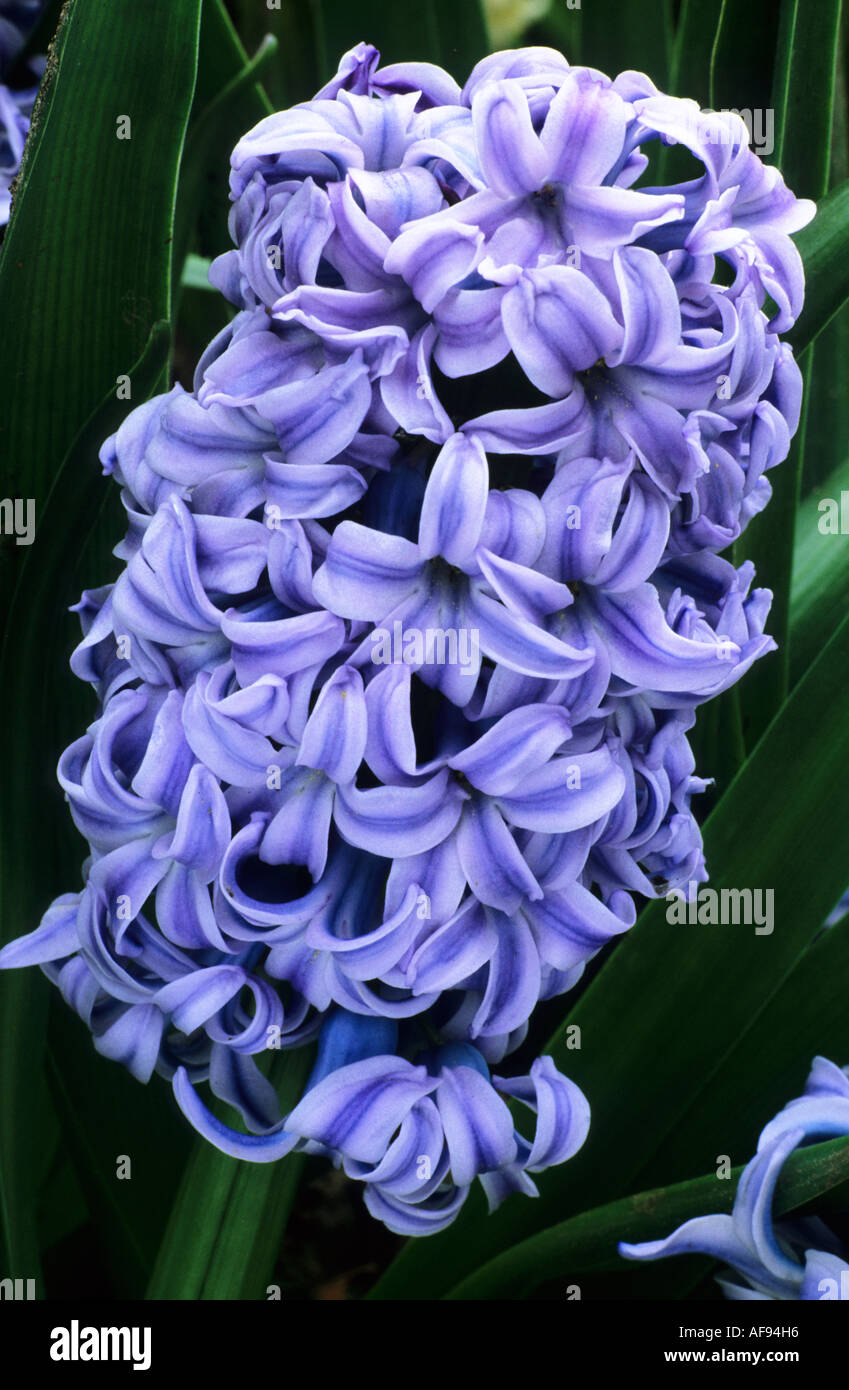 Hyacinthus Orientalis Sky Jacket Stockfoto