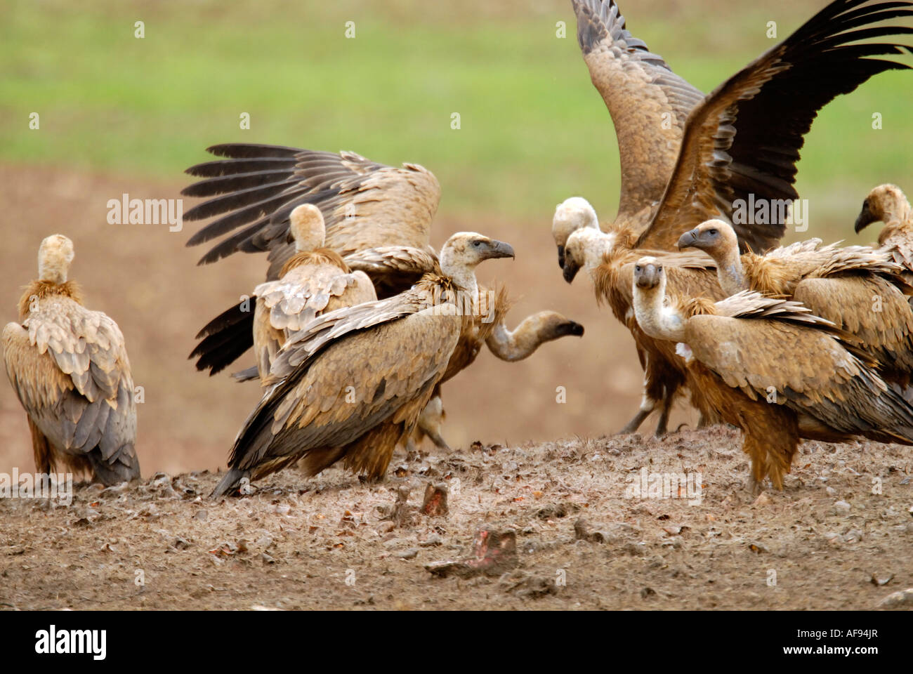 Gänsegeier (abgeschottet Fulvus). Gruppe auf Boden. Spanien Stockfoto