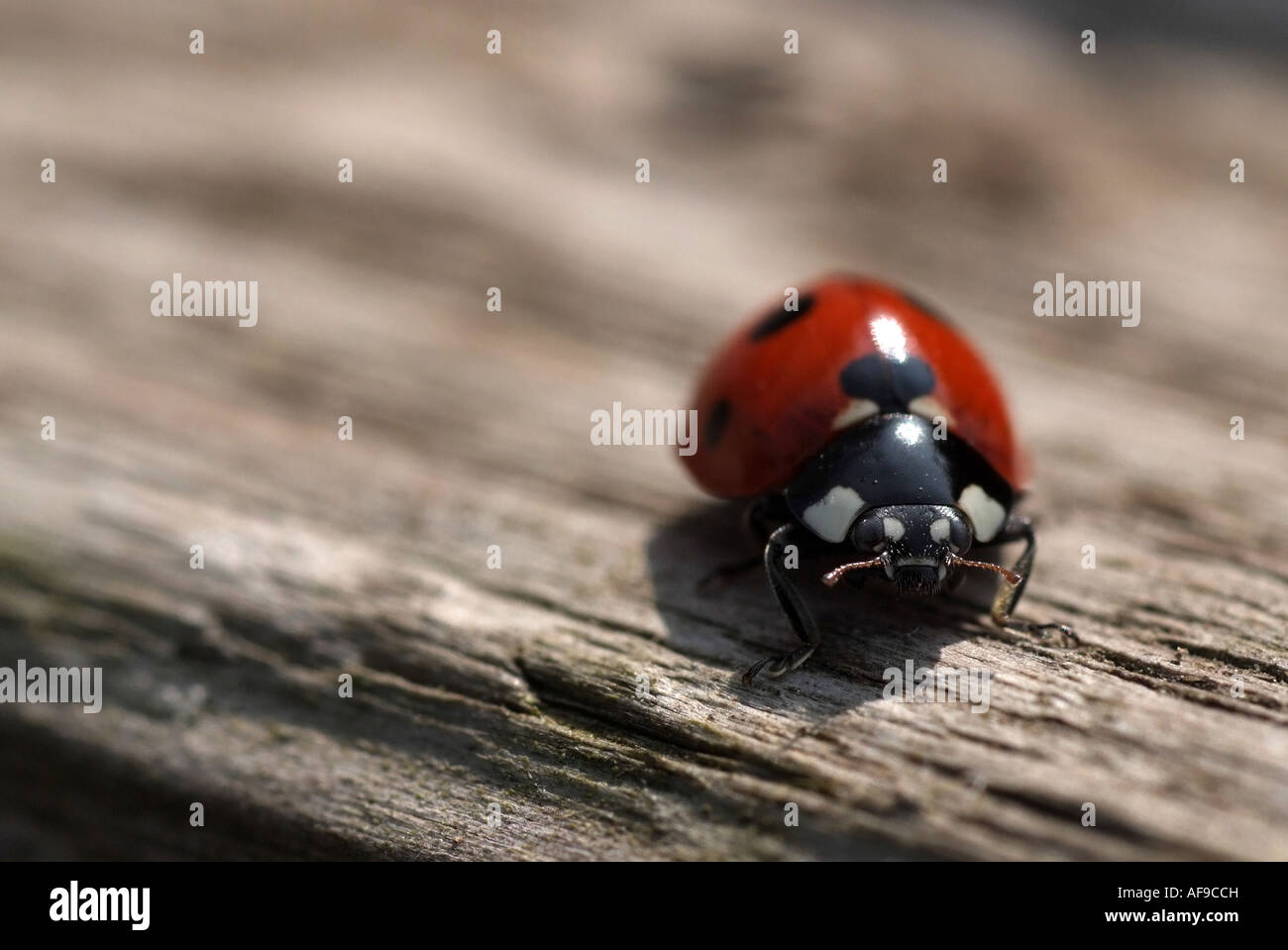 Sieben-Punkt-Marienkäfer (Coccinella 7-Trommler) Stockfoto