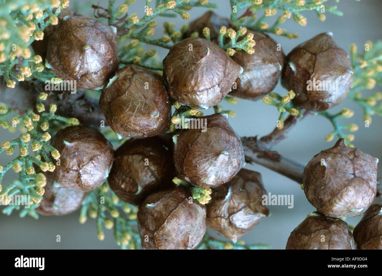 glatte Arizona-Zypresse (Cupressus Glabra, Cupressus Arizonica SSP. Glabra), Zapfen und männliche Blüten Stockfoto