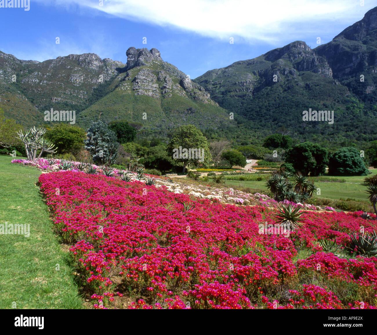 Flowers kirstenbosch national botanical garden gardens in cape town