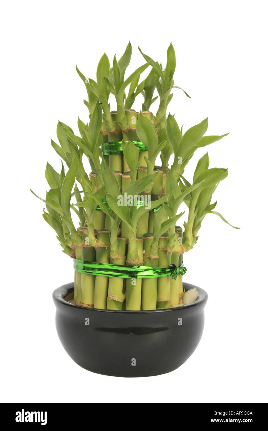 Lucky Bamboo Drachenbaum (Dracaena Sanderiana Lucky Bamboo), Dracaena  Pyramide Stockfotografie - Alamy