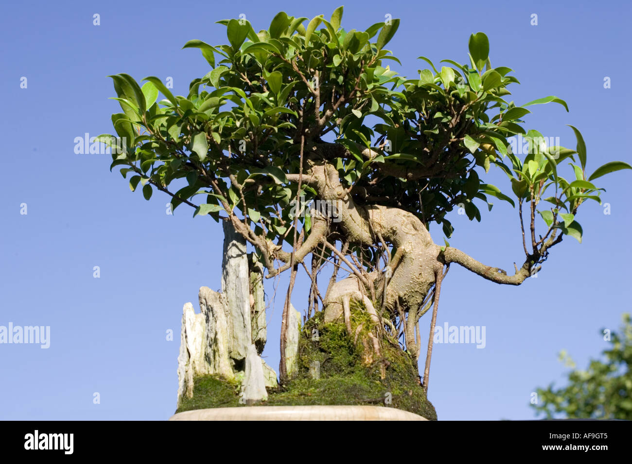 Bonsai Feigenbaum Hinweis Luft Wurzeln knstlerische Form und Felsen  eingeschlossen Cotswolds UK anzeigen Stockfotografie - Alamy