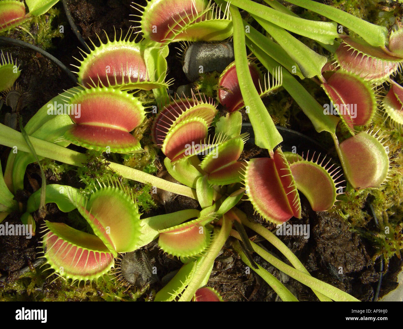 Venusfliegenfalle (Dionaea Muscipula), verlässt mit fallen Stockfoto