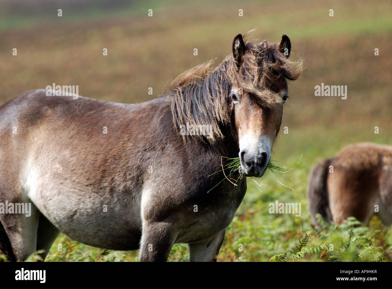 Exmoor Pony auf Brendon Common, Exmoor, Devon, England, UK Stockfoto