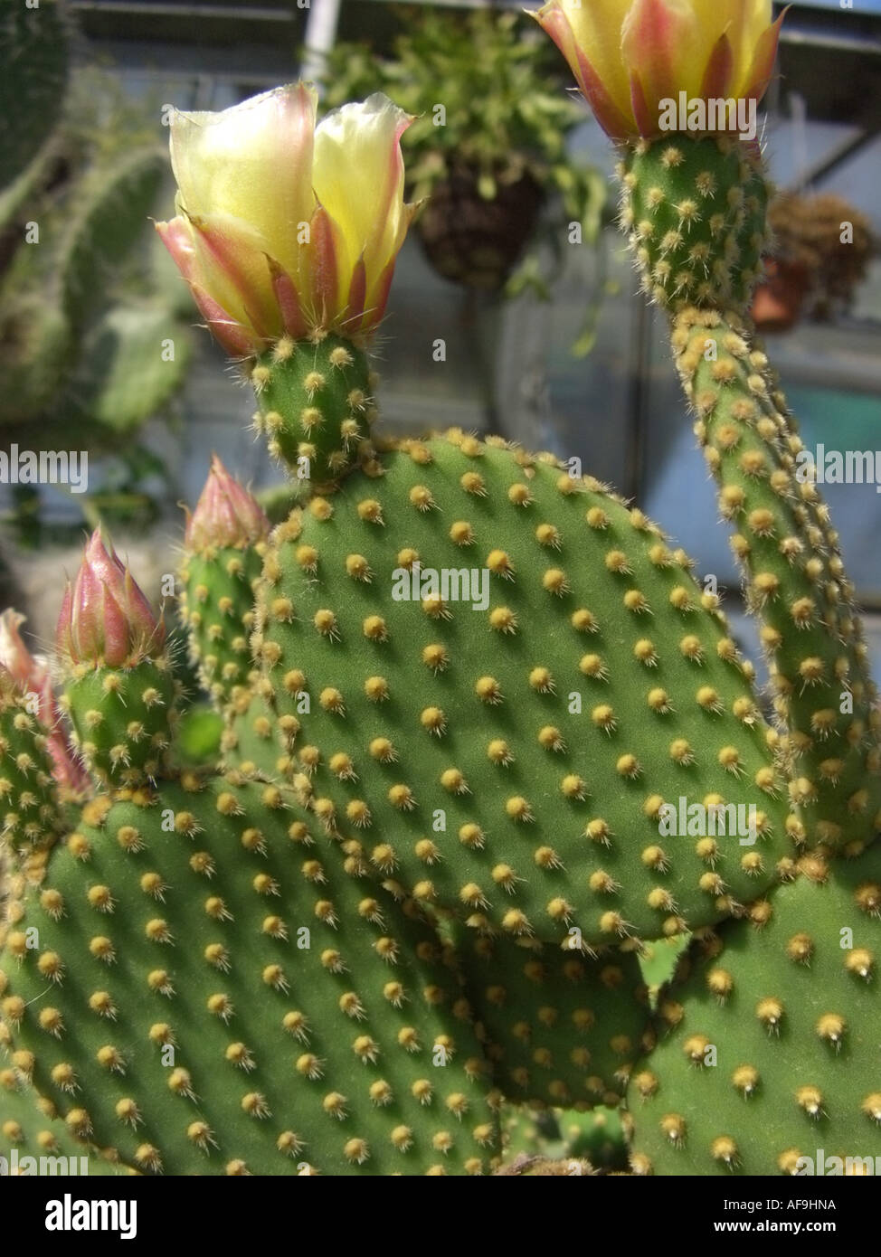 gymnocalycium netrelianum Gymnocalycium baldianum 4