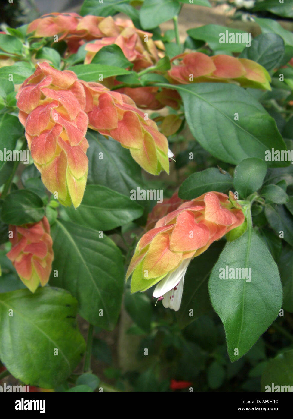 Garnelen-Pflanze, mexikanische Garnelen Pflanze (Justicia Brandegeana,  Beloperone Guttata, Drejerella Guttata), Blütenstände Stockfotografie -  Alamy