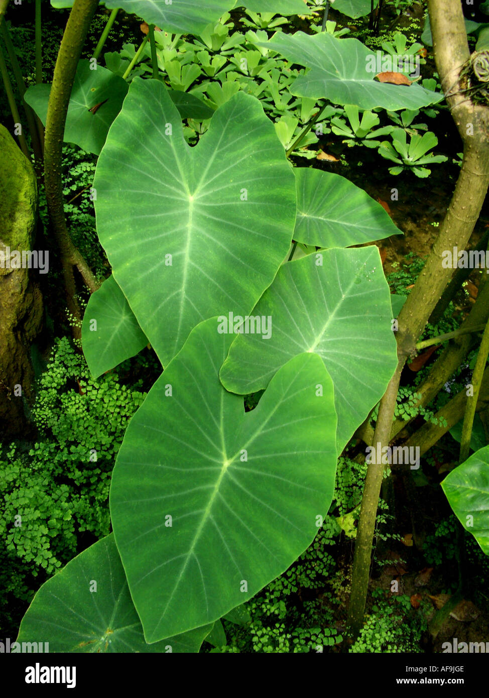 wilde Taro, Dasheen, Elefantenohren (Colocasia Esculenta), Blätter Stockfoto