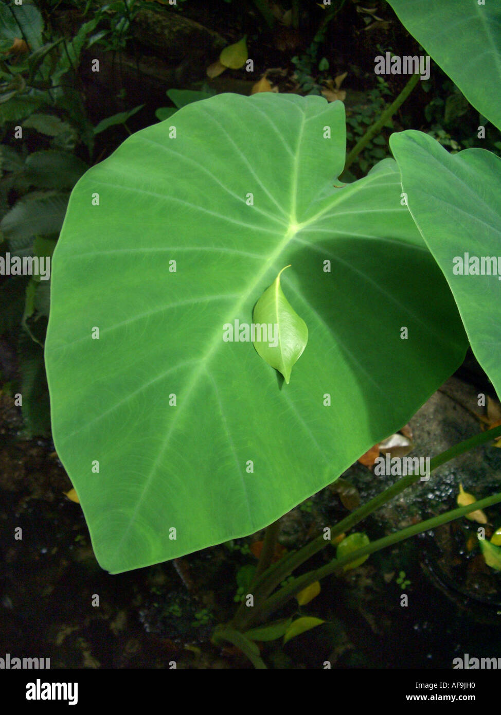 wilde Taro, Dasheen, Elefantenohren (Colocasia Esculenta), Blatt, mit einem Blatt von Ficus Benjamina drauf Stockfoto