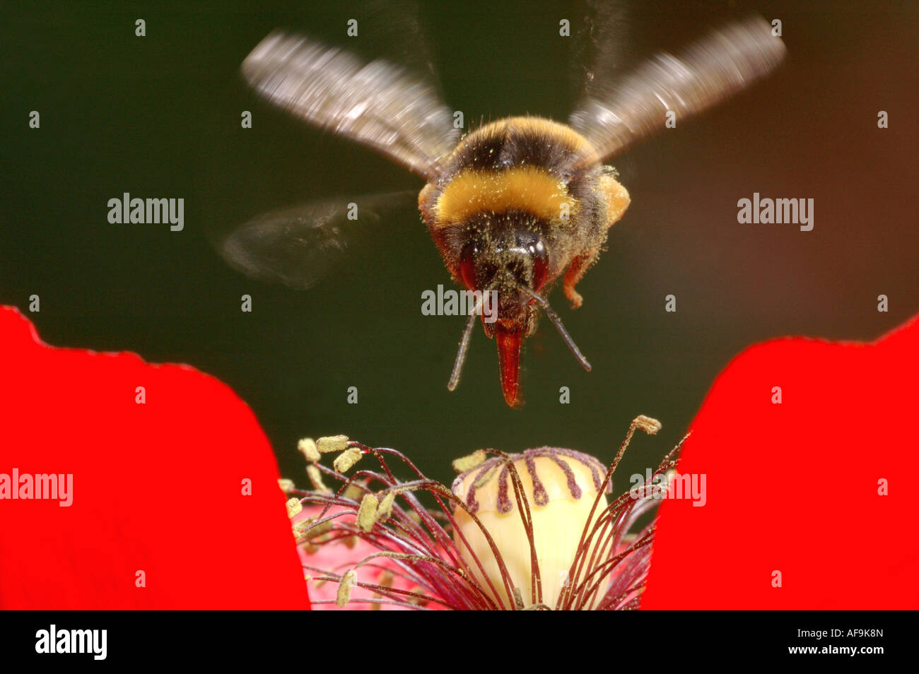 Hummel (Bombus spec.), fliegen Stockfoto