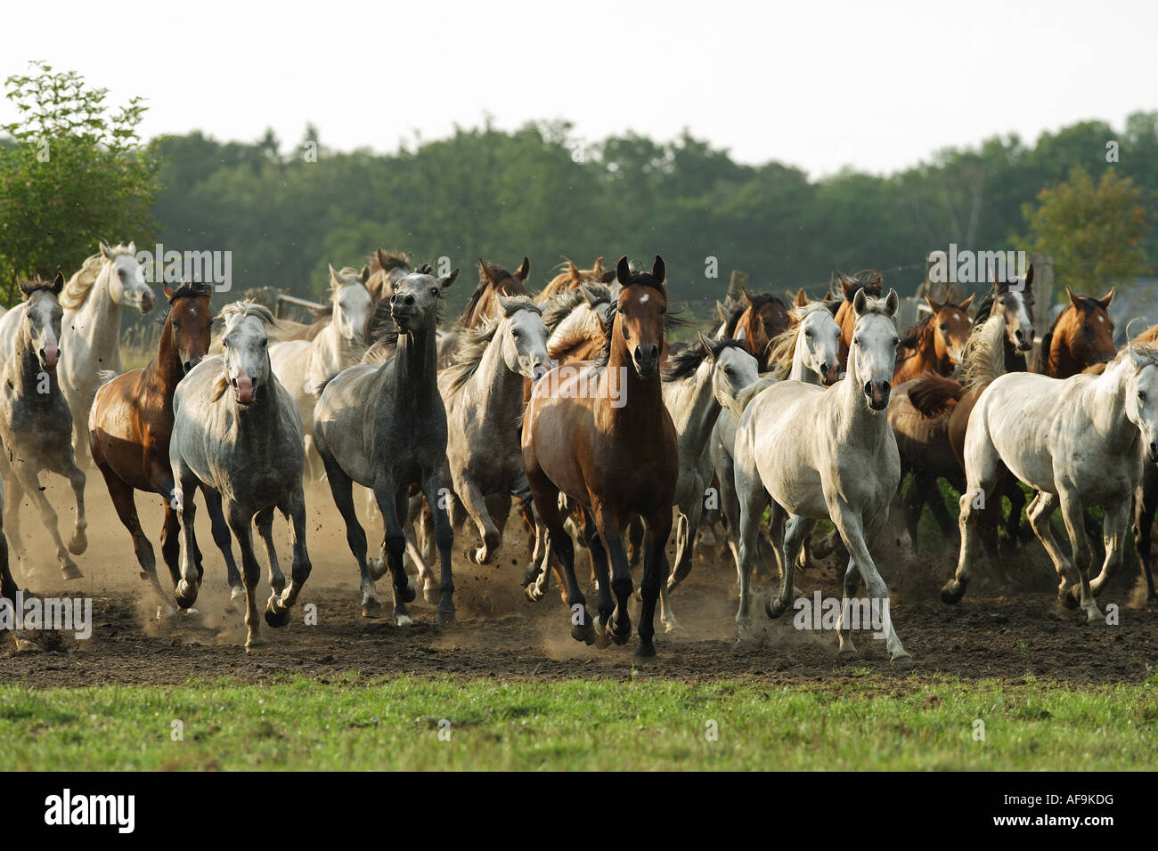 Arabisches Pferd. Herde von Jährlingen im Galopp Stockfoto