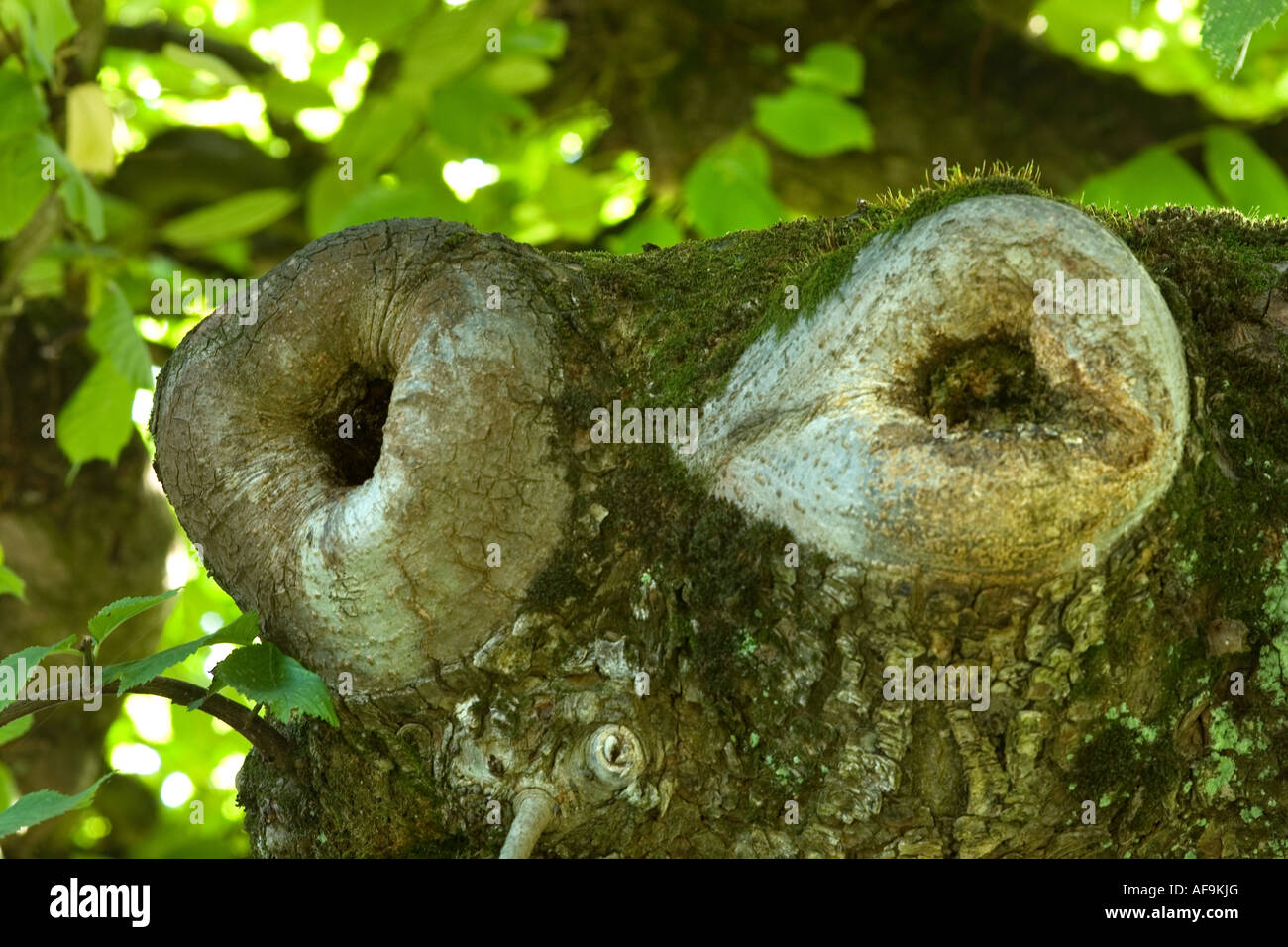 Scotch Elm, Wych Ulme (Ulmus Glabra, Ulmus Scabra) stammen, entwächst auf die Narben der geschnittenen Zweige, Deutschland, Bayern Stockfoto
