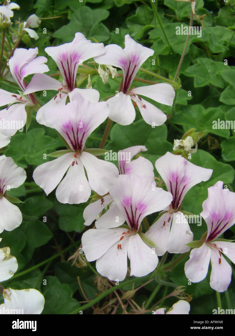 Efeu-leaved Geranie (Pelargonium Peltatum), Blumen Stockfoto