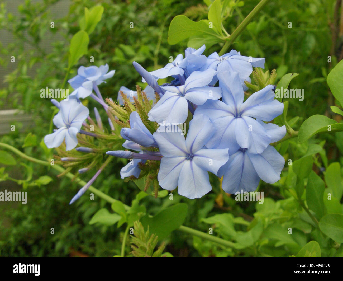 Cape Leadwort, Skyflower, Cape Plumbago (Plumbago Auriculata, Plumbago Capensis), Blütenstand Stockfoto