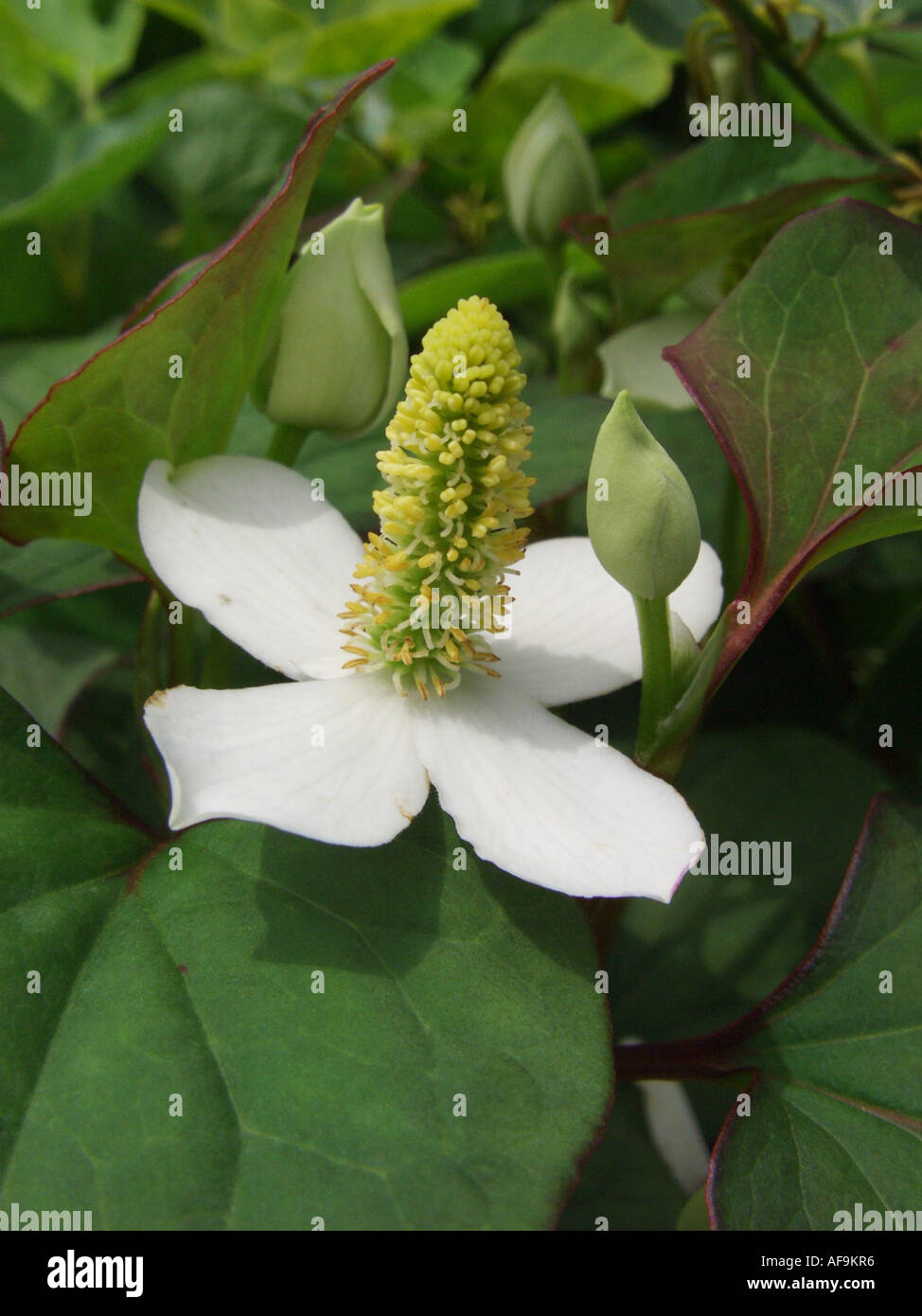Chinesische Echsenschwanz, Chamäleon-Pflanze, Fishwort, Telekie, Vap ca  (Houttuynia Cordata), Blütenstand mit vier weißen Hochblättern  Stockfotografie - Alamy