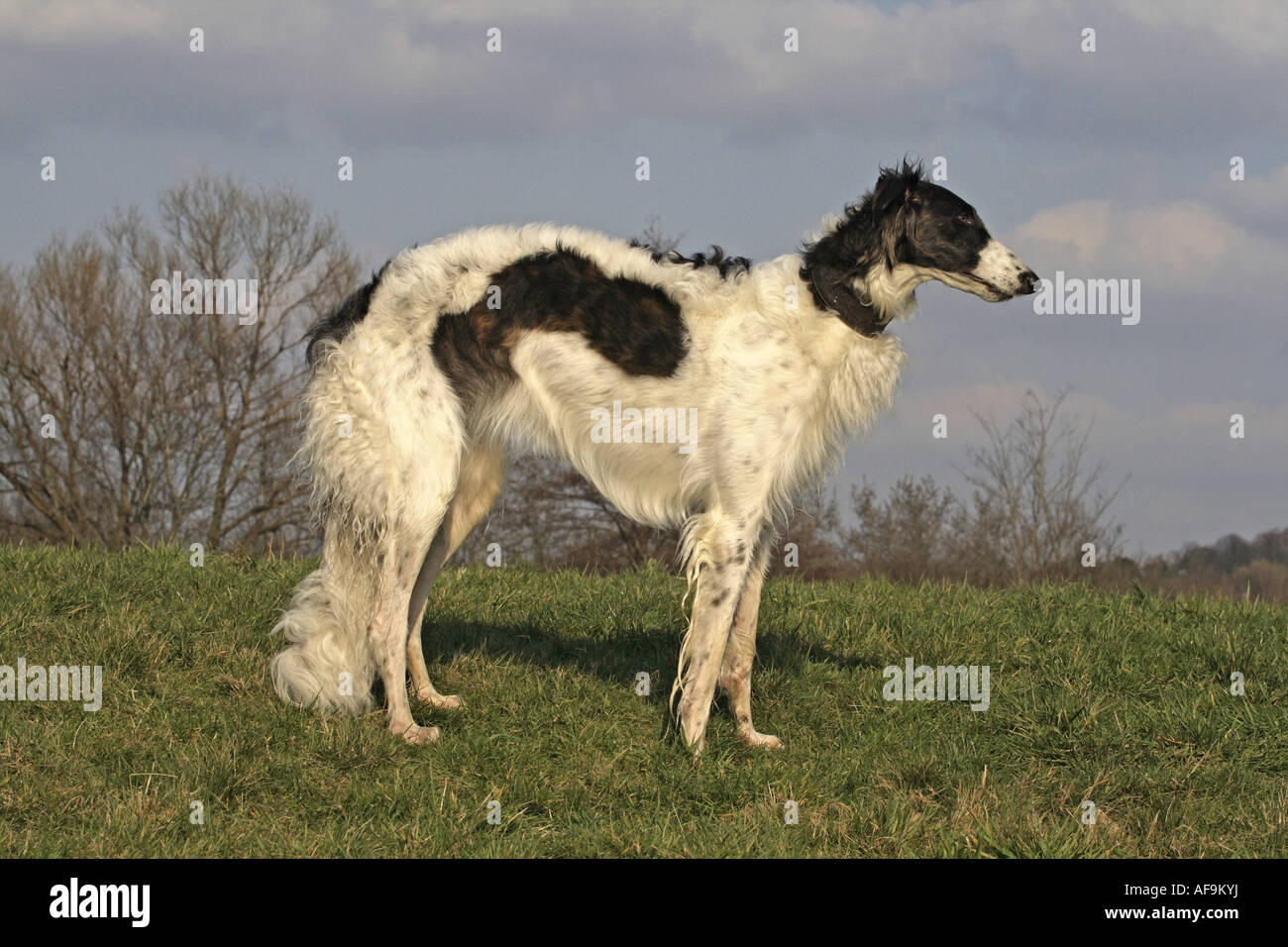 Barzoi (Canis Lupus F. Familiaris), stehend auf einer Wiese Stockfoto