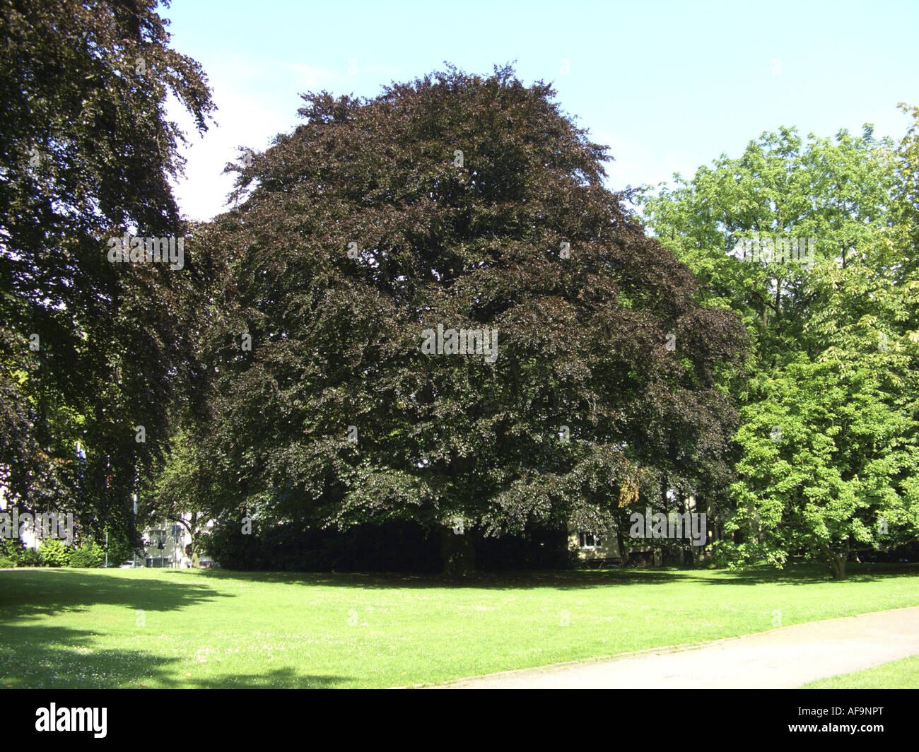 Blutbuche (Fagus Sylvatica var. Purpurea, Fagus Sylvatica 'Atropunicea', Fagus Sylvatica Atropunicea), einziger Baum in einem Park Stockfoto