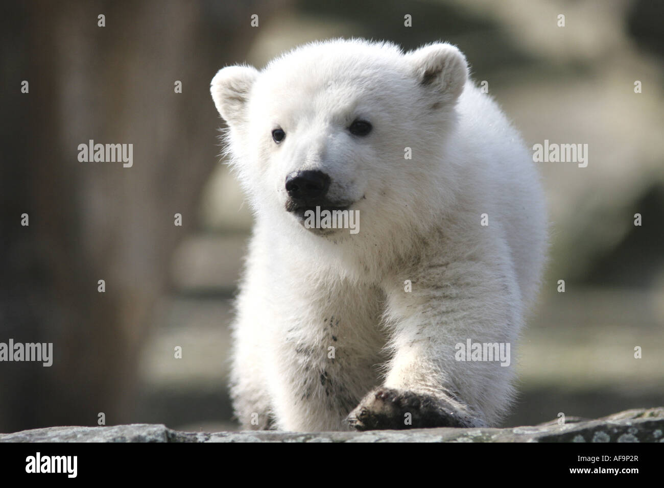 Eisbär (Ursus Maritimus), Nachkommen Knut im Berliner Zoo, Deutschland, Berlin Stockfoto
