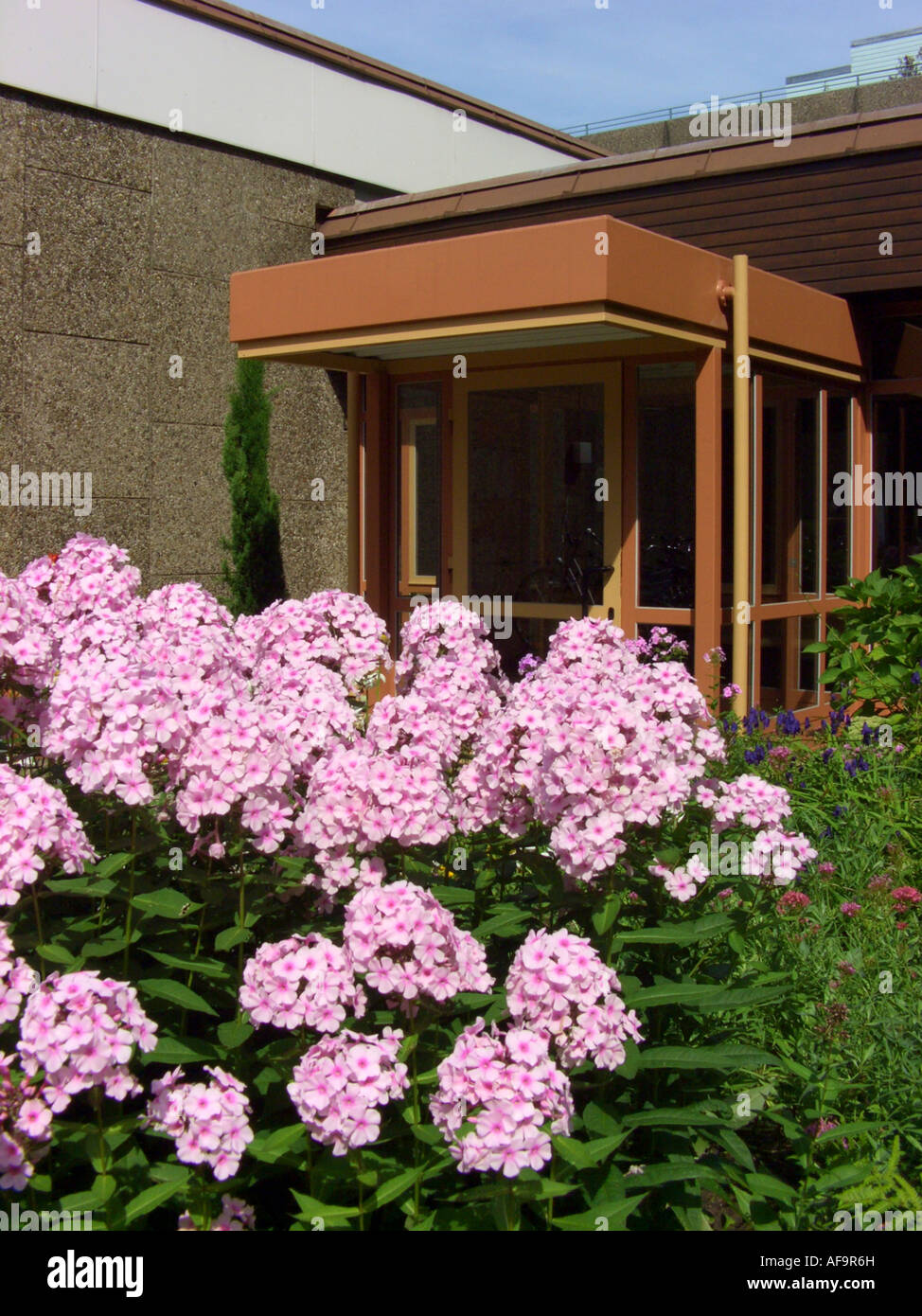 fallen Sie Phlox, Garten-Phlox (Phlox Paniculata), blühen in einem dooryard Stockfoto