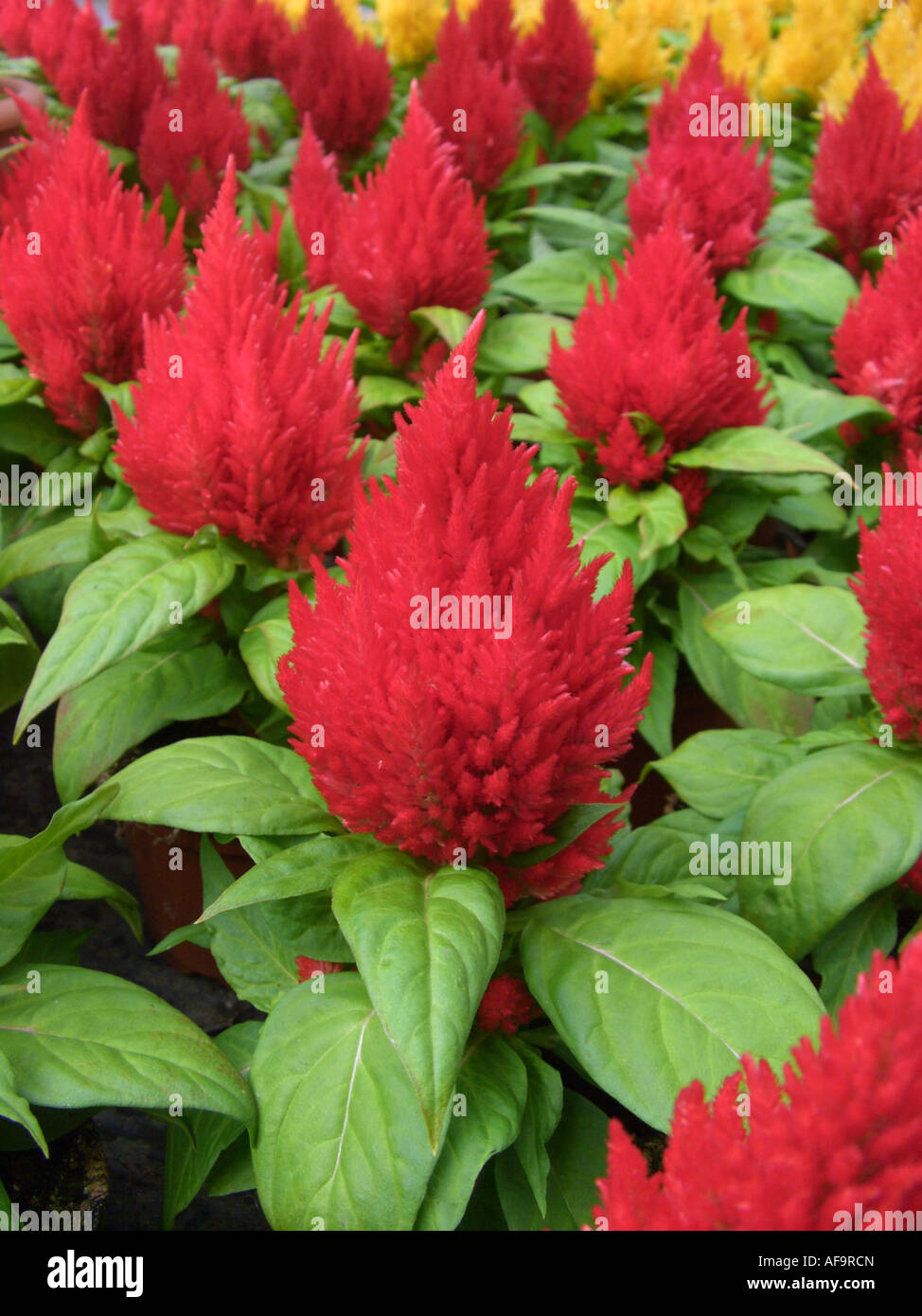Wachtel-Grass (Celosia Argentea "Kimono Cherry Red", Celosia Argentea Kimono Cherry Red), Topfpflanzen Stockfoto