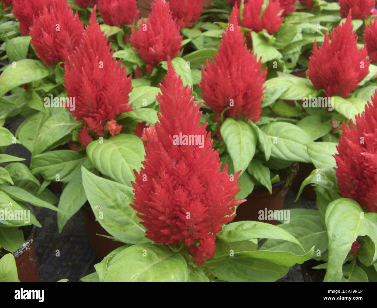 Wachtel-Grass (Celosia Argentea "Kimono Cherry Red", Celosia Argentea Kimono Cherry Red), Topfpflanzen Stockfoto