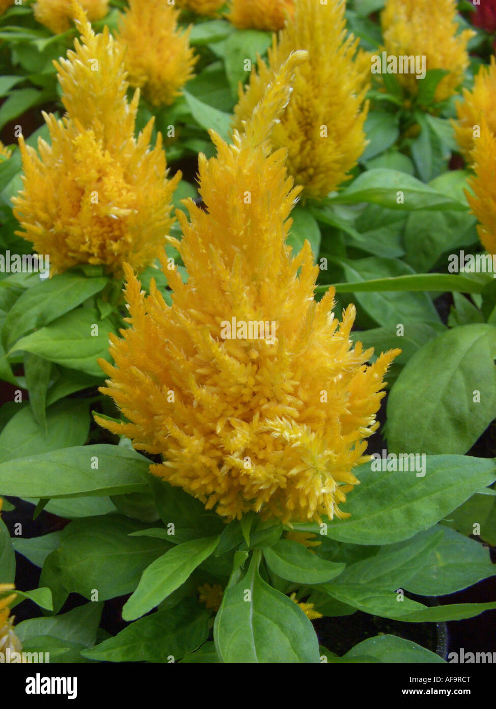 Wachtel-Grass (Celosia Argentea 'Kimono Yellow', Celosia Argentea Kimono gelb), Topfpflanzen Stockfoto
