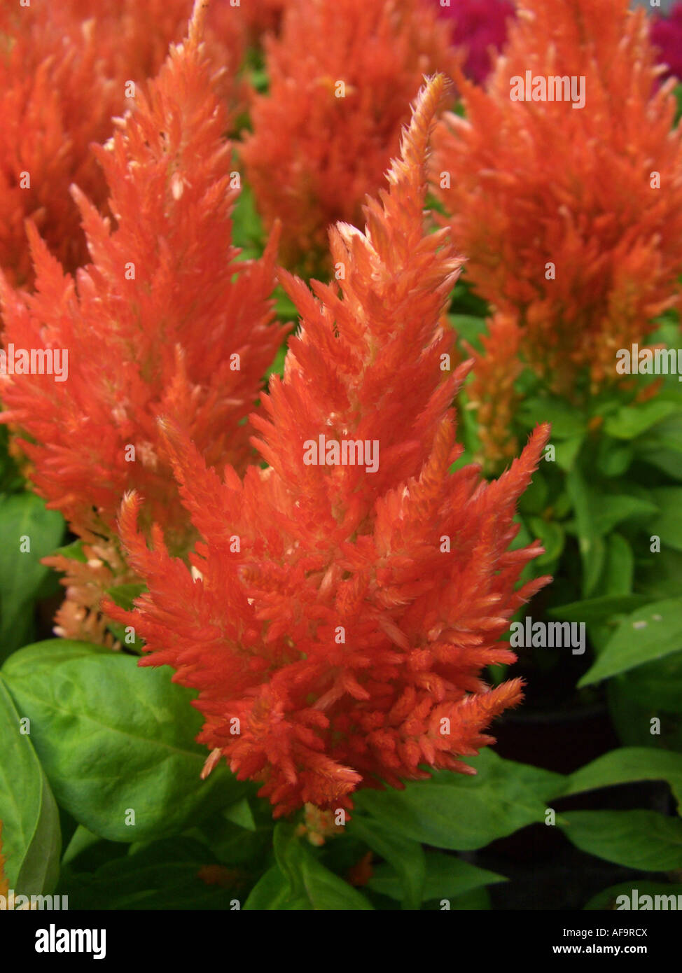 Wachtel-Grass (Celosia Argentea "Scarlet Kimono", Celosia Argentea Scarlet Kimono), Topfpflanzen Stockfoto
