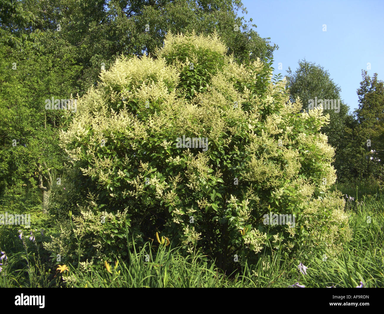 florida beauty philodendron Philodendron Florida Beauty main image 1