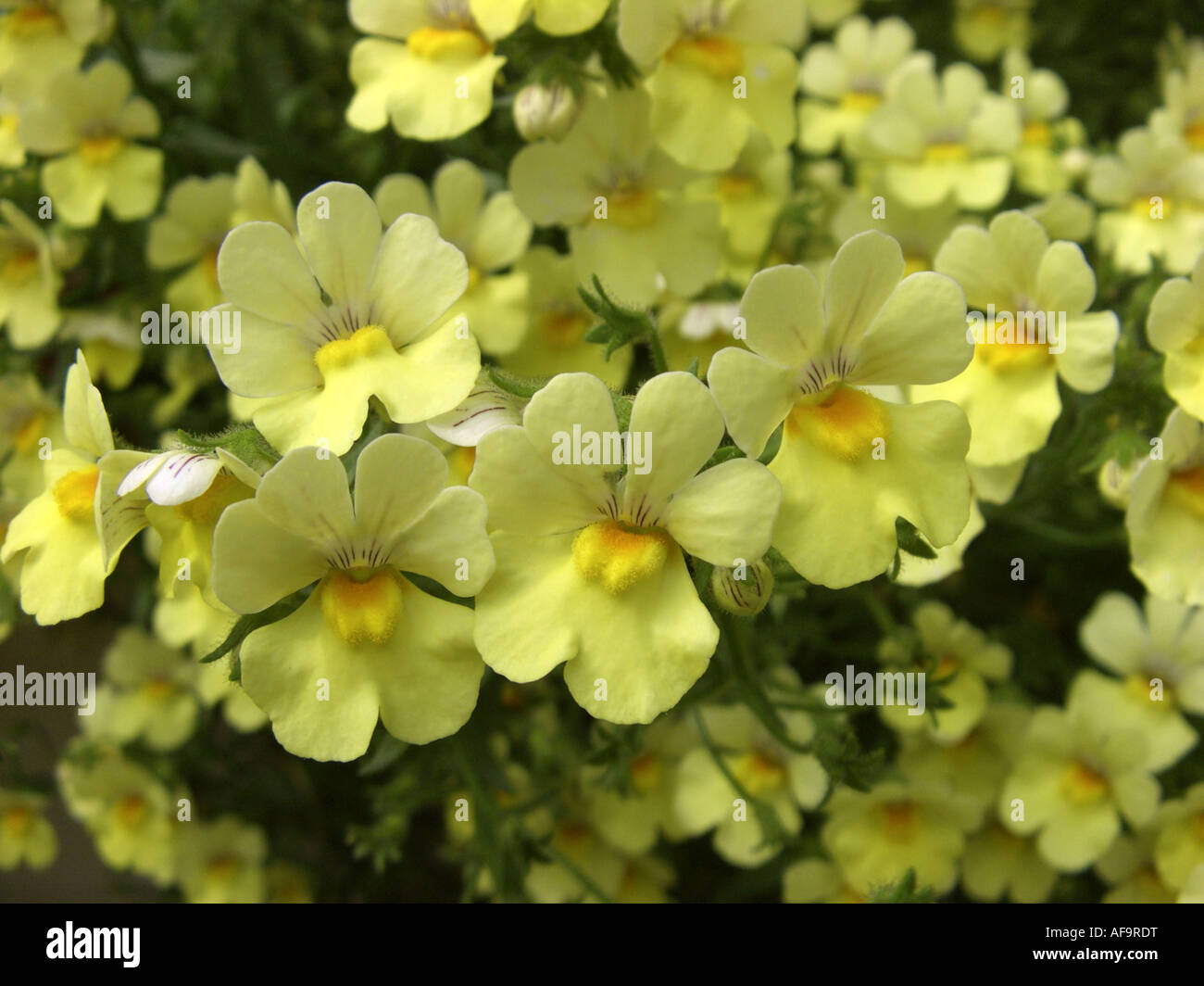 des Kalbes Schnauze (Nemesia Strumosa-Hybride), mit gelben Blüten Stockfoto