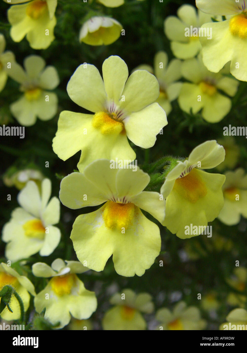des Kalbes Schnauze (Nemesia Strumosa-Hybride), mit gelben Blüten Stockfoto