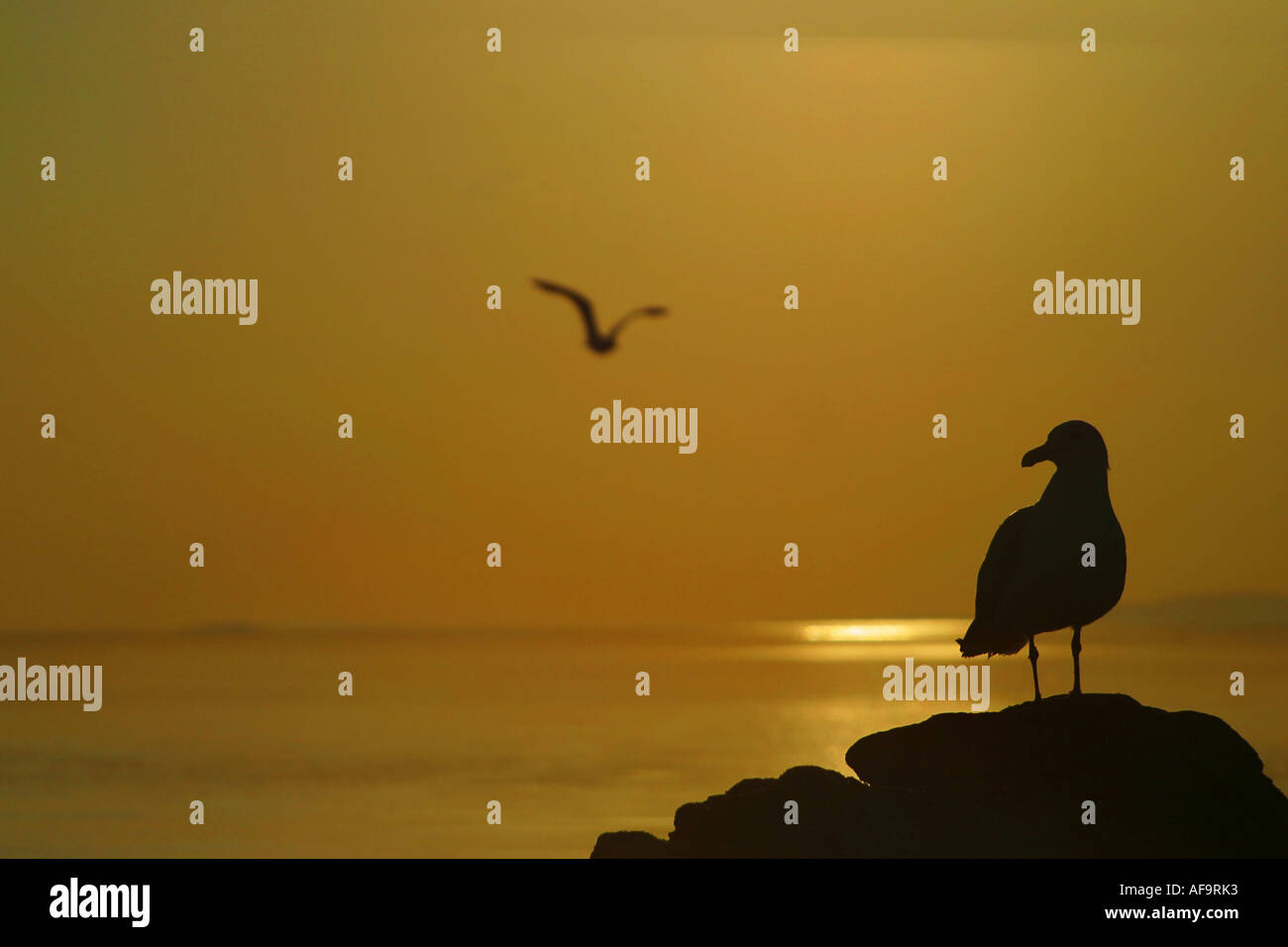 Silhouette einer einsamen Möwe auf einem zerklüfteten Felsen, die anderen im Flug über Wasser bei Sonnenuntergang beobachten Stockfoto