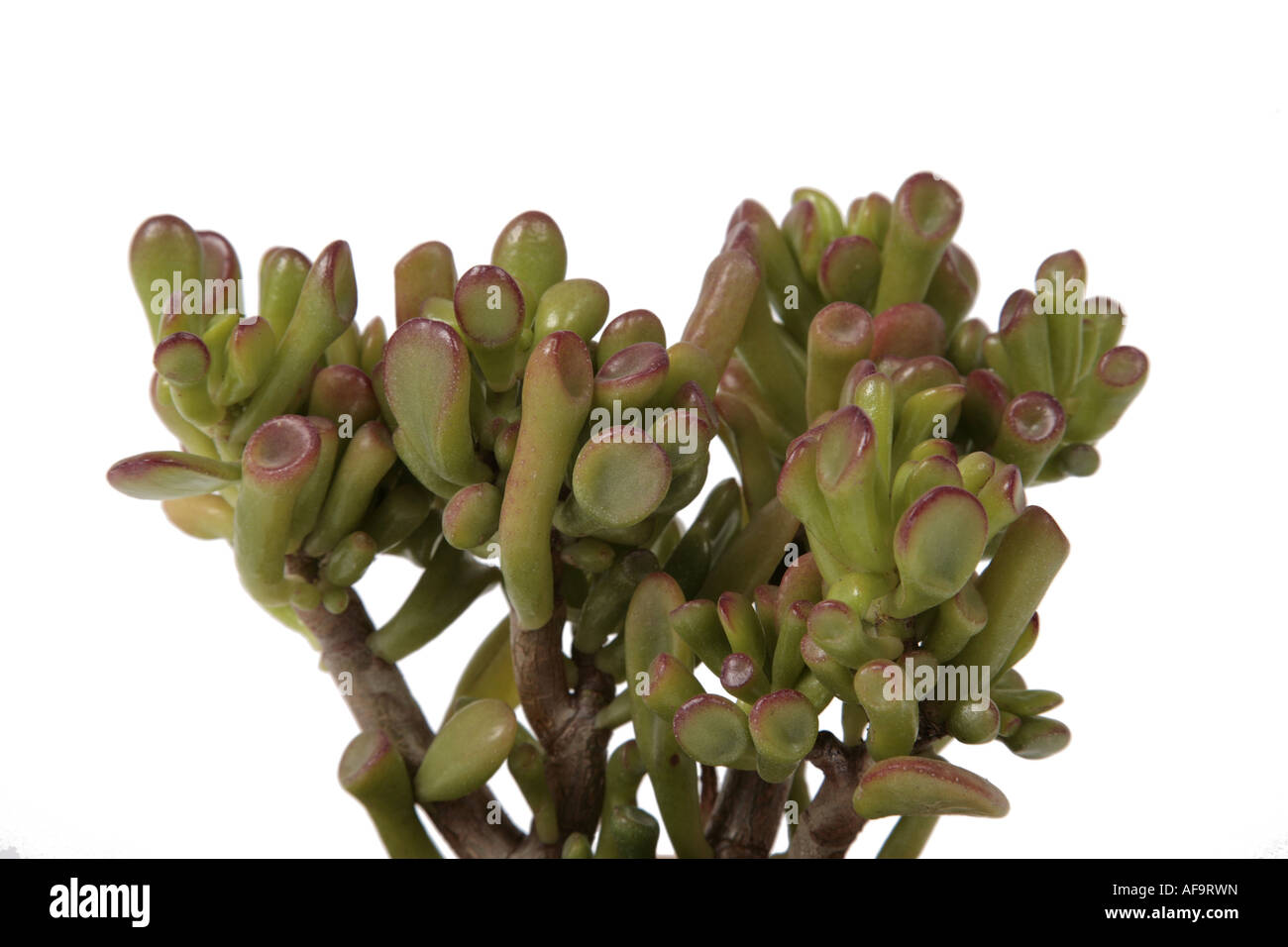 Jade, jade Anlagenbaum, Dollar-Pflanze (Crassula Ovata "Gollum", Crassula Ovata Gollum, Crassula Argentea, Crassula Obliqua, Crass Stockfoto