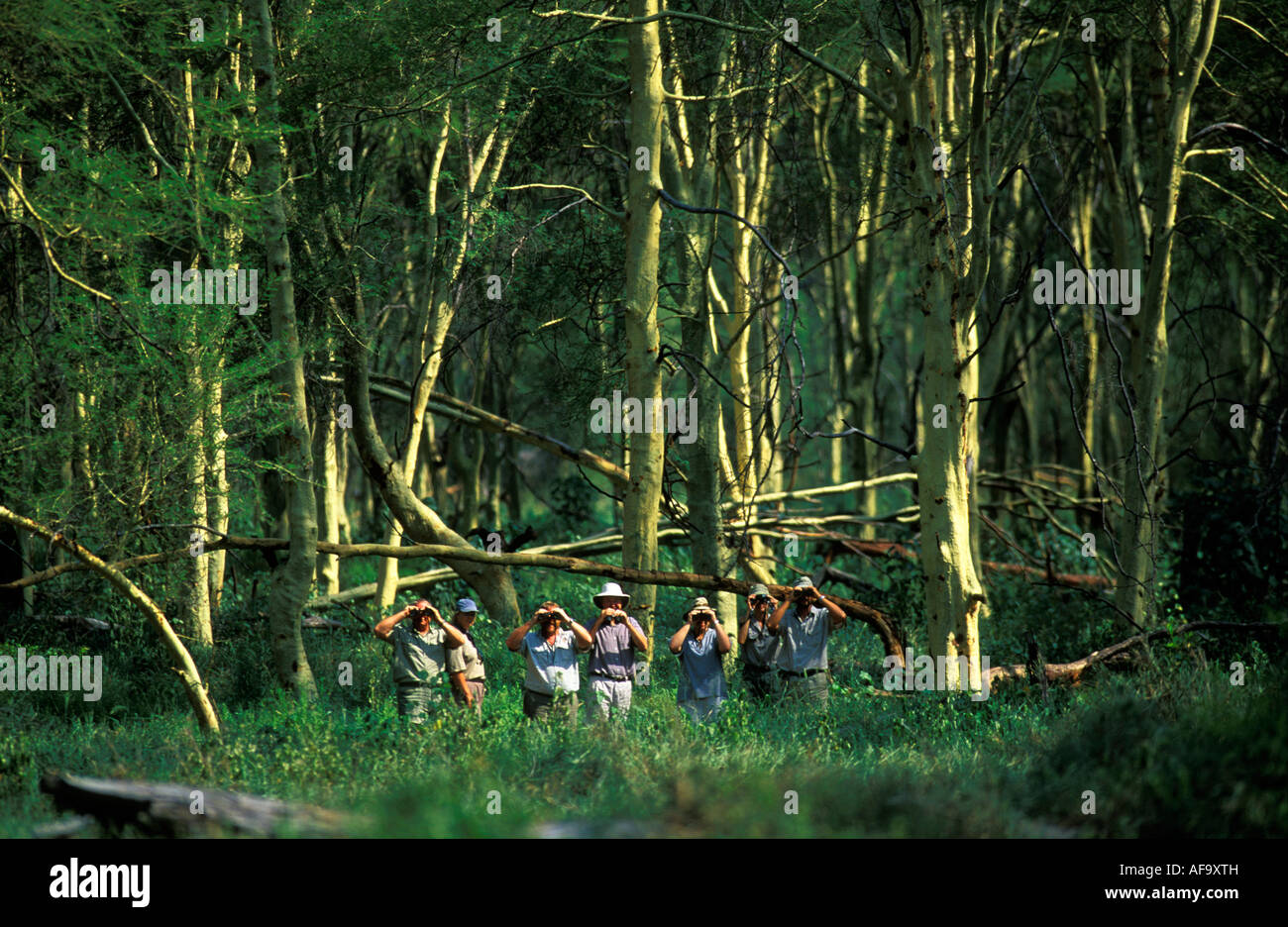 Eine Gruppe von Vogelbeobachter mit dem Fernglas auf einem Wildnis-Trail im Fieber Baum Wald im nördlichen Krüger National Park. Stockfoto