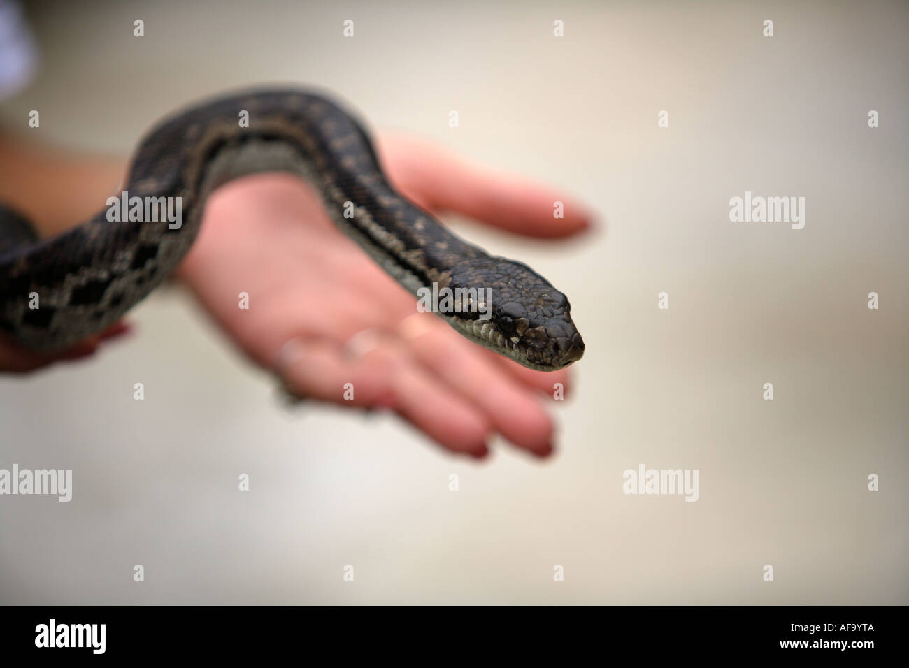 Schlange am Ardastra Gardens, Zoo & Conservation Centre. Nassau, New Providence, Bahamas. Stockfoto