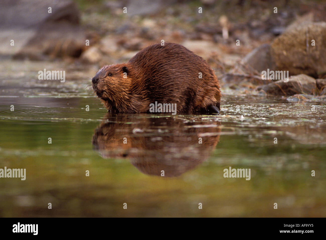 Biber Castor Canadensis geht zum Schwimmen in einem Wasserkocher Teich Denali Nationalpark innen Alaska Stockfoto