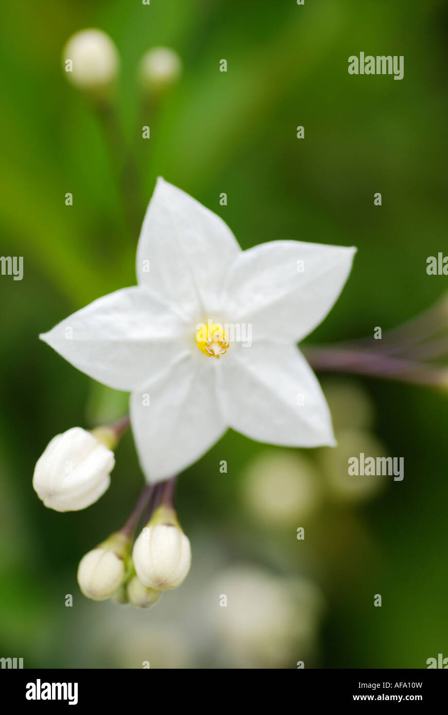 NAHAUFNAHME VON SOLANUM JASMINOIDES POTATO VINE CLUSTER (WHITE KARTOFFELPFLANZE) WÄCHST IM GARTEN Stockfoto