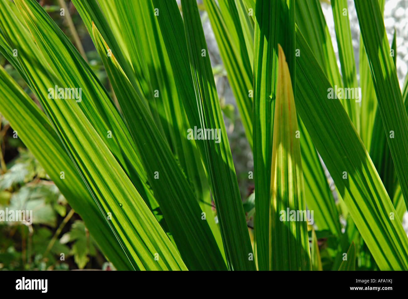 Gartenpflanze nahe geformt von großen Speer Blätter von Crocosmia Scotland UK Stockfoto