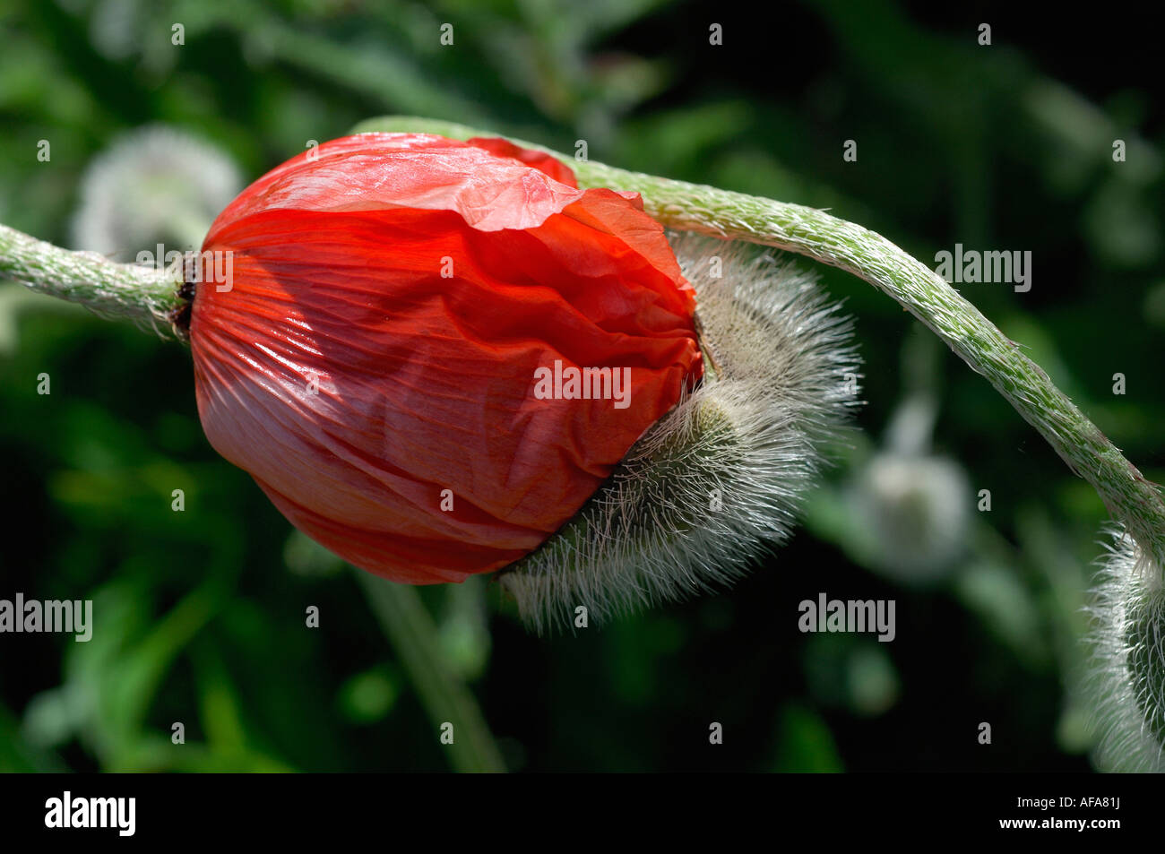 Öffnen der Knospe der rote orientalische Mohn Stockfoto