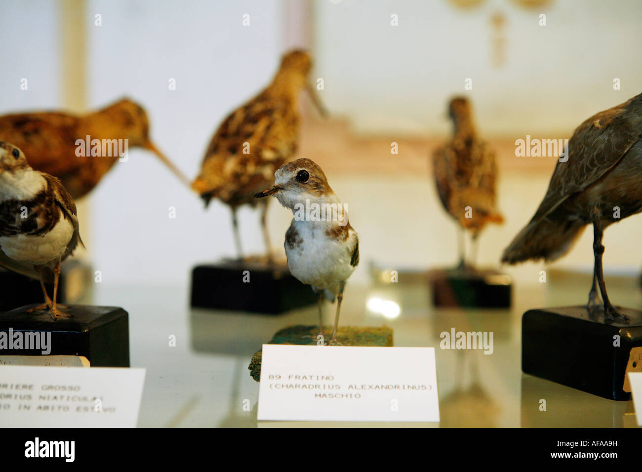 Museo Ornithologico, Ornithologie Museum San Gimignano, Toskana, Italien. Stockfoto