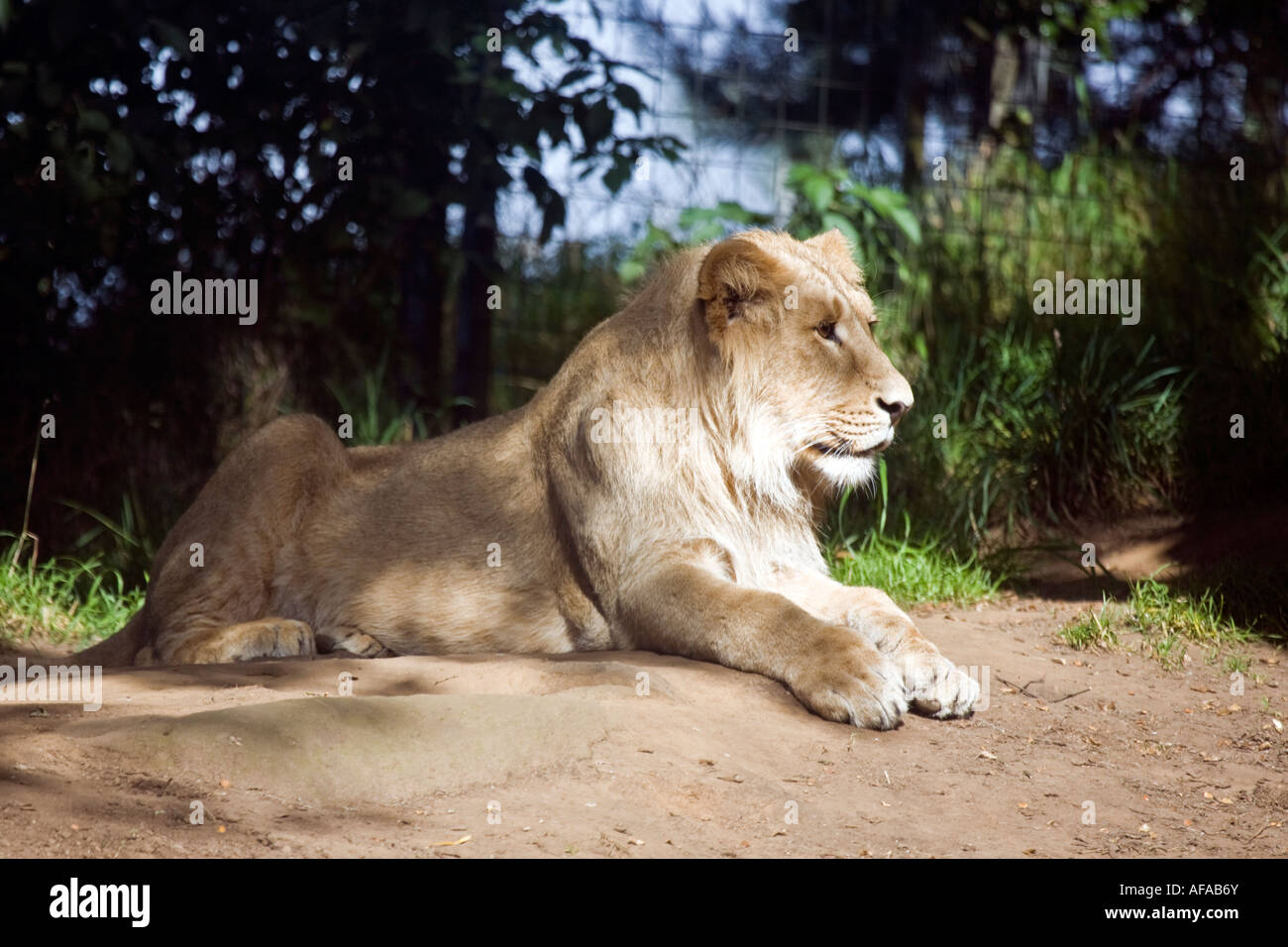 Juvenile asiatische Löwe Panthera Leo Persica auch bekannt als die indischen Löwen Stockfoto