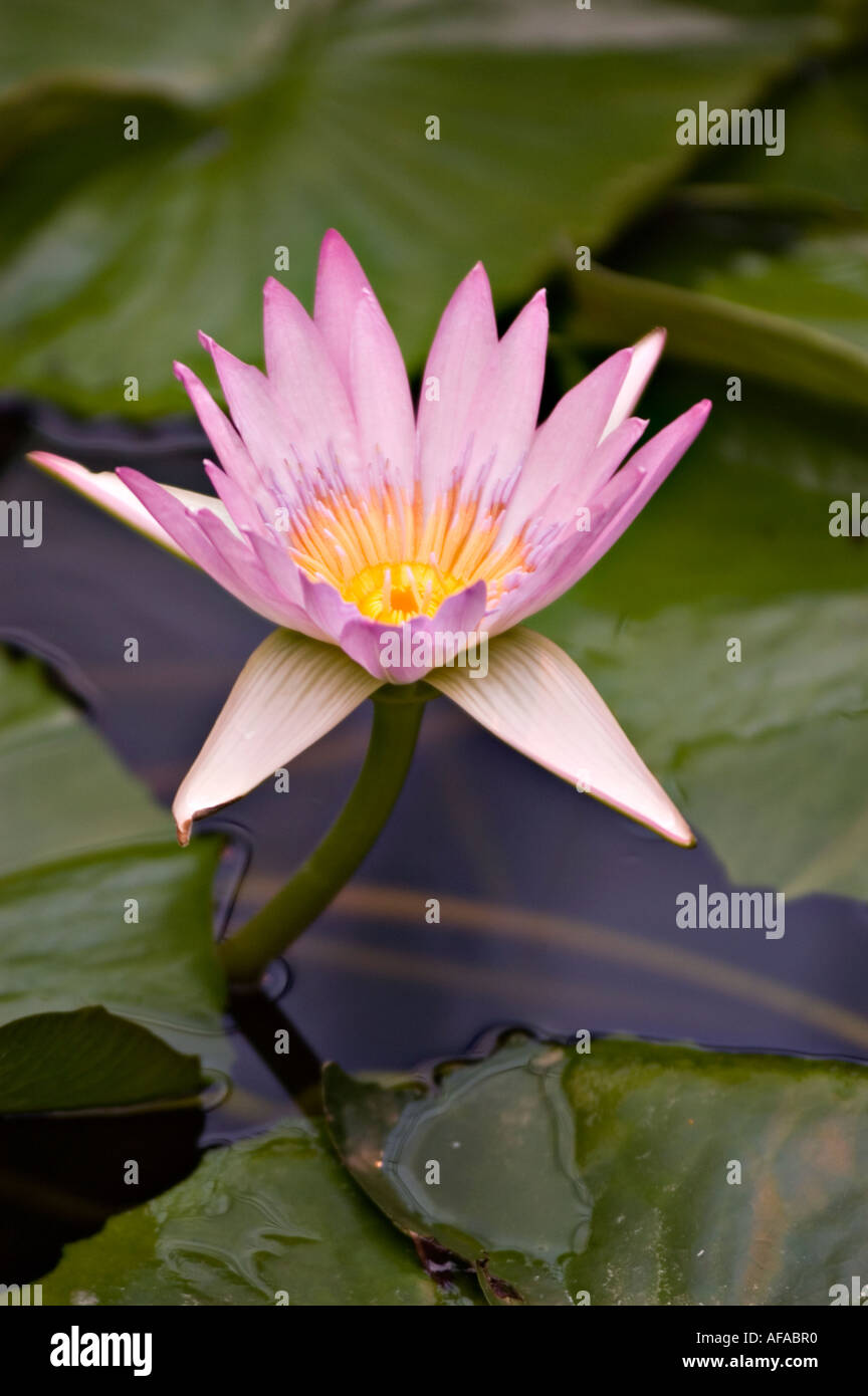 Rosa-violetten Blüten Nahaufnahme von Cape blaue Seerose Nympheaceae Nymphaea Capensis Var zanzibariensis Stockfoto