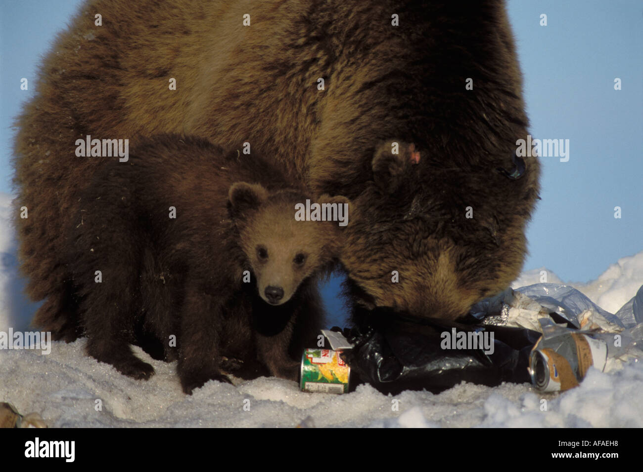 Braunbär Ursus Arctos Grizzly Bär Ursus Horribils säen mit Feder Cub Graben im Müll nach Nahrung Prudhoe Bay, Alaska Stockfoto