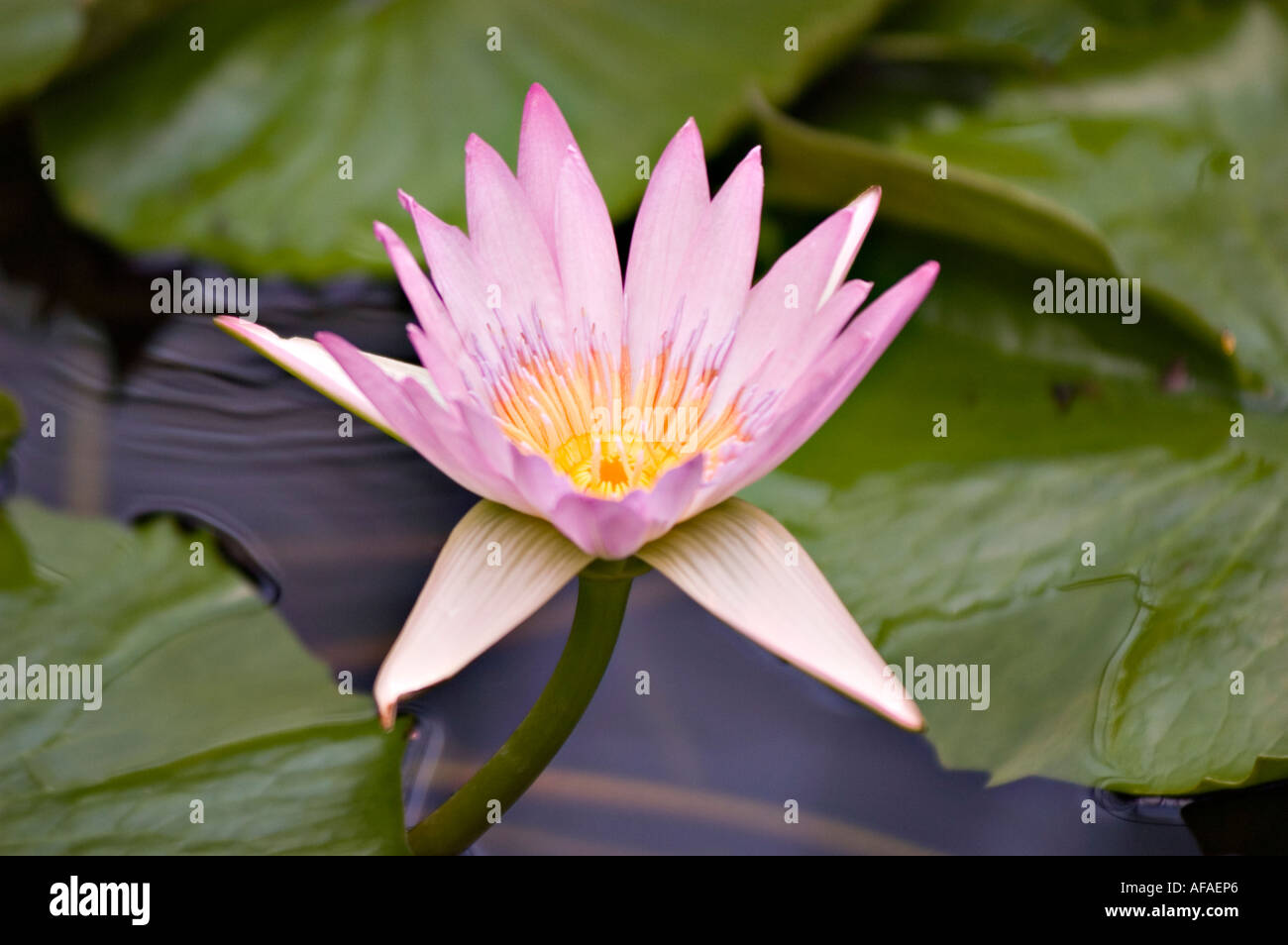 Rosa-violetten Blüten Nahaufnahme von Cape blaue Seerose Nympheaceae Nymphaea Capensis Var zanzibariensis Stockfoto